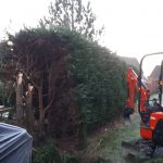 Coniferenhaag rooien
