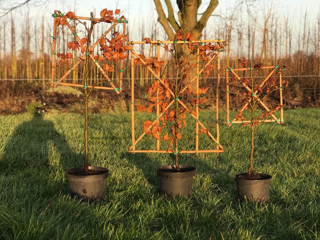 Balkon boom en bomen in een pot