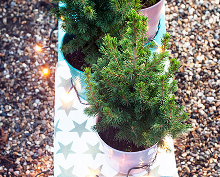 kerstboom-1