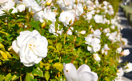 rozen-planten-in-november