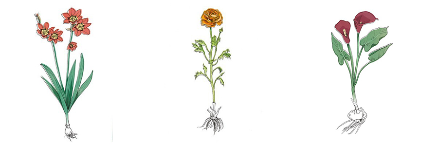 Bloembollen verzorgen en planten